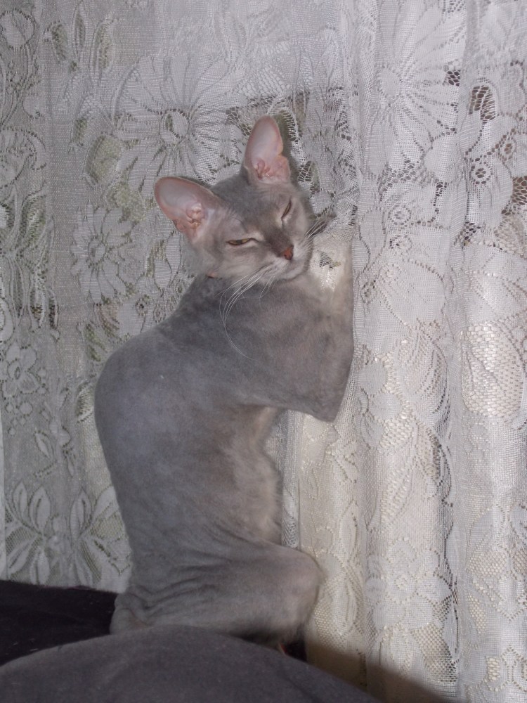 Метис сфинкса