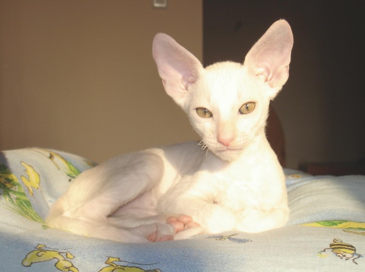 Котята сфинкс браш