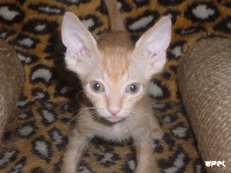 Смесь сфинкса с обычной кошкой