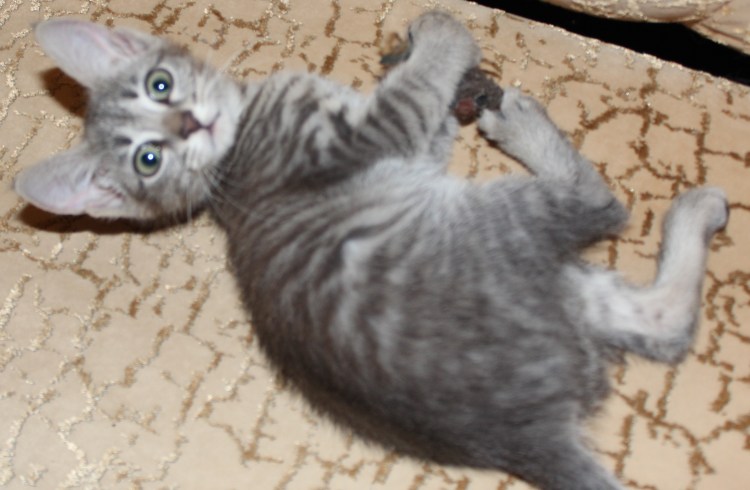 Донской сфинкс метис