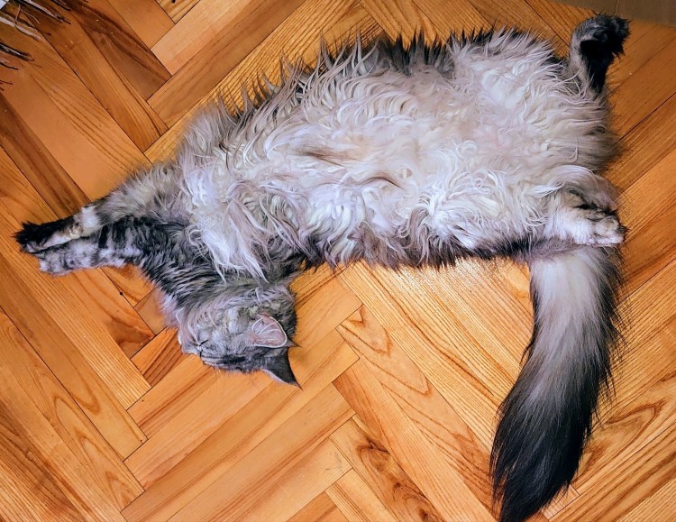 Процедура вычес кошек