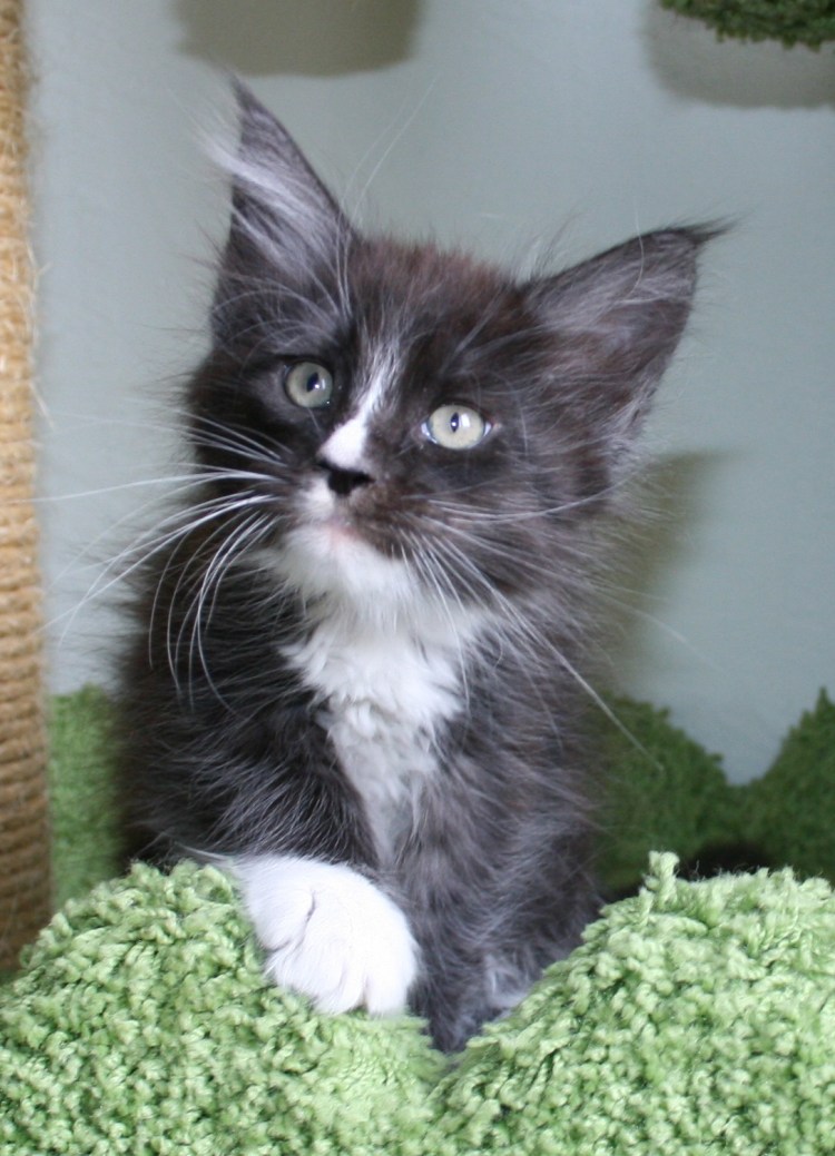 Мейн кун с человеческим лицом