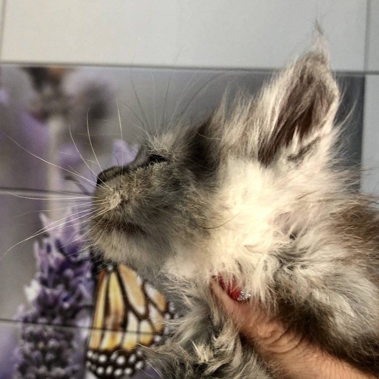 Мейн кун смесь с дворовой