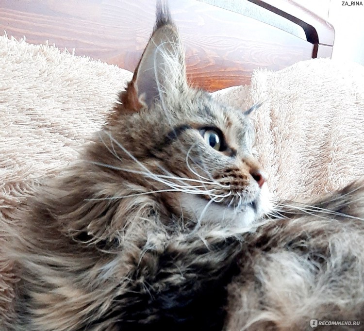 Мейн кун рекс