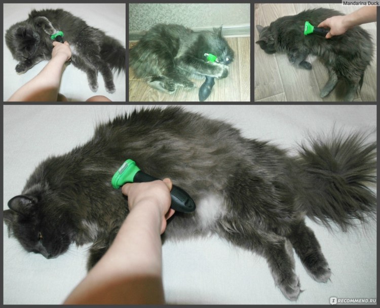 Колтуны у кошки Мейн кун