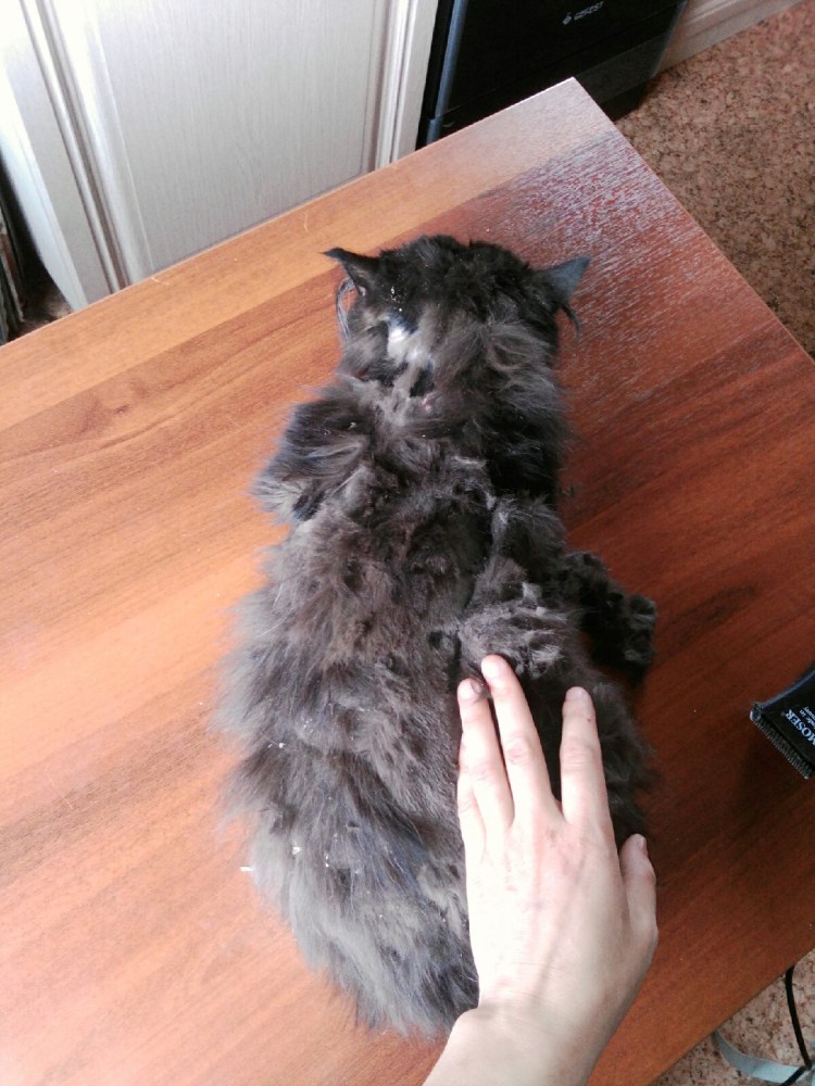 Бамп у Мейн кунов