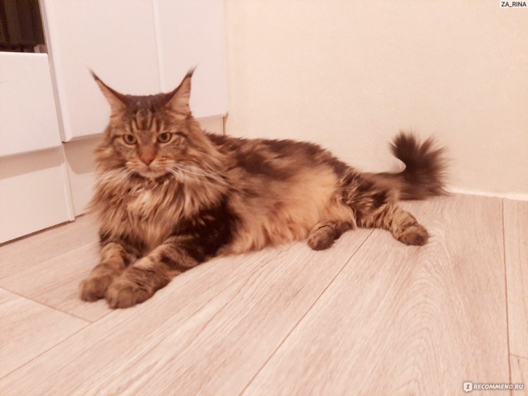 Экспресс линька Мейн куна