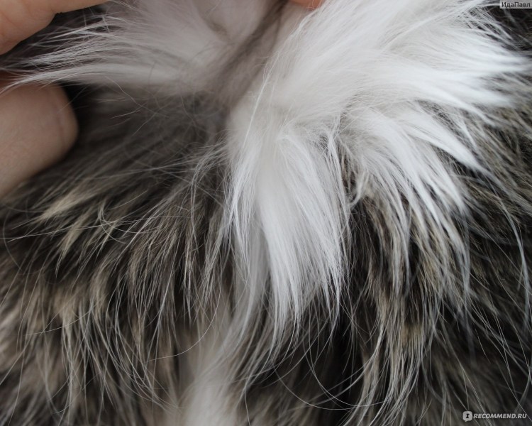 Колтуны Мейн куны