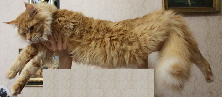 Когда линяют кошки