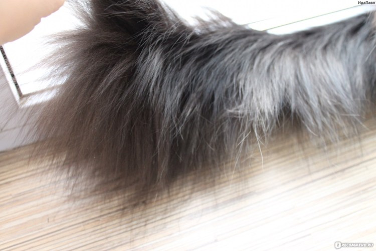 Колтун на хвосте у кота Мейн куна