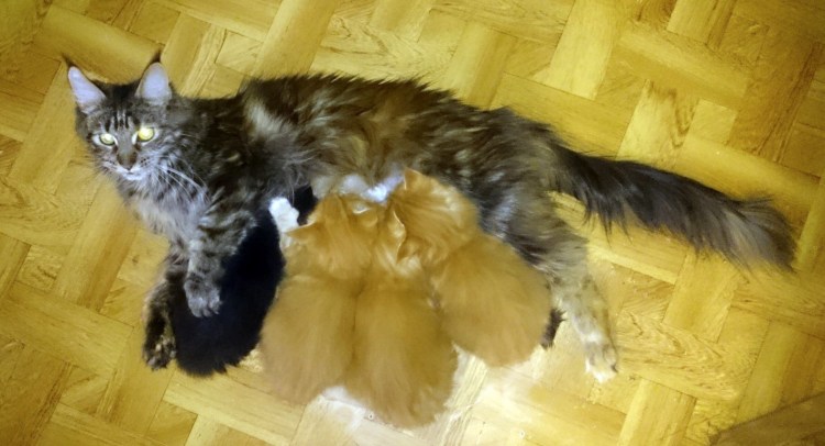 Кормежка Мейн куна