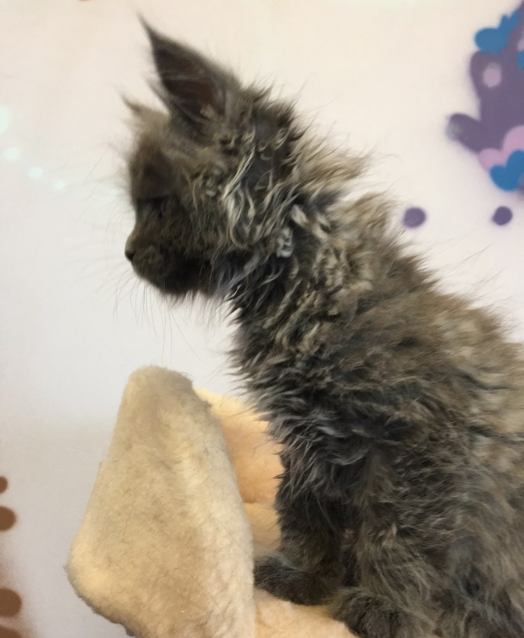 DVCOON питомник