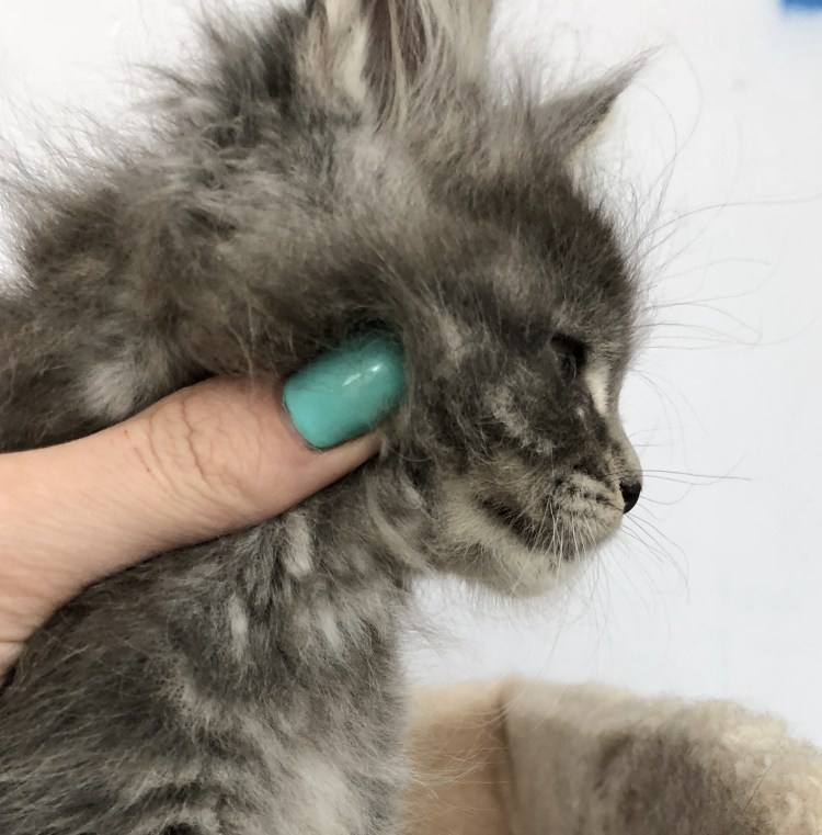 Колтуны Мейн куны