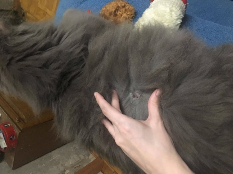 Колтуны Мейн куны