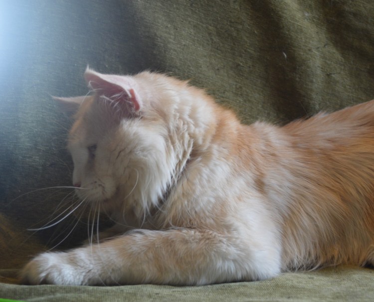 Курдюк у Мейн куна