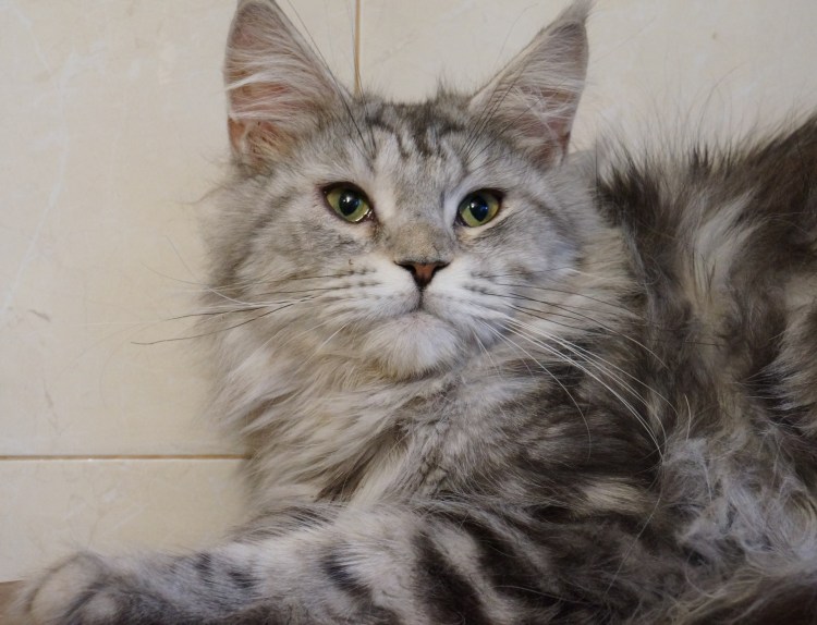 Расческа для срезания колтунов у кошек