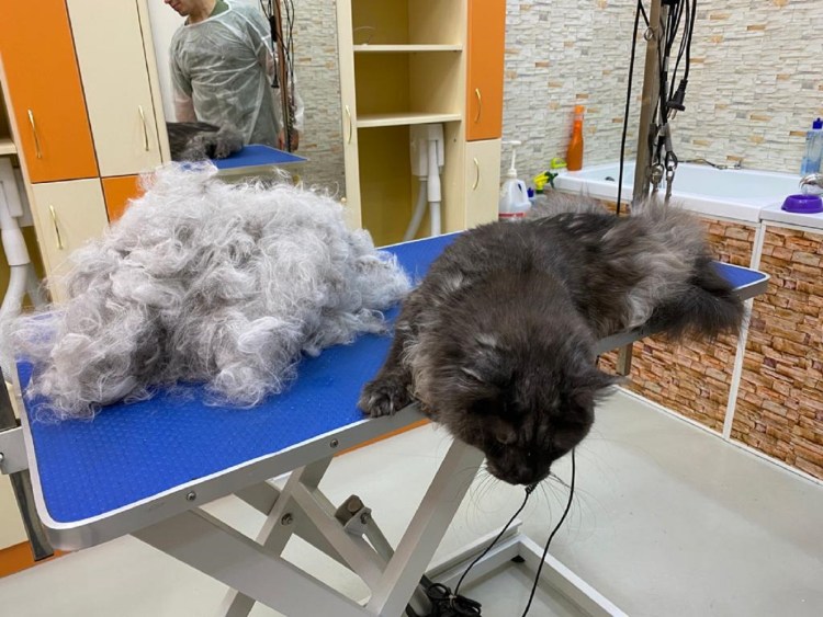 Кот очень сильно линяет и колтуны причины