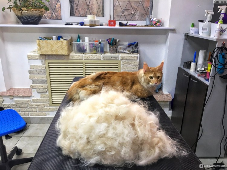 Мейн кун разноцветный