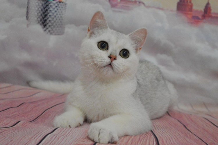 Серебристая шиншилла вислоухая