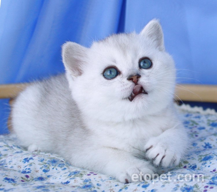 Шотландская прямоухая шиншилла серебристая