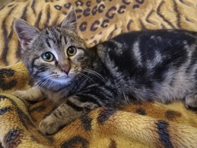 Коты британские мраморные