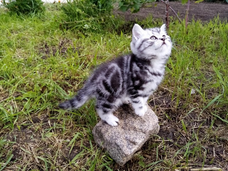 Мраморный Мэнкс табби