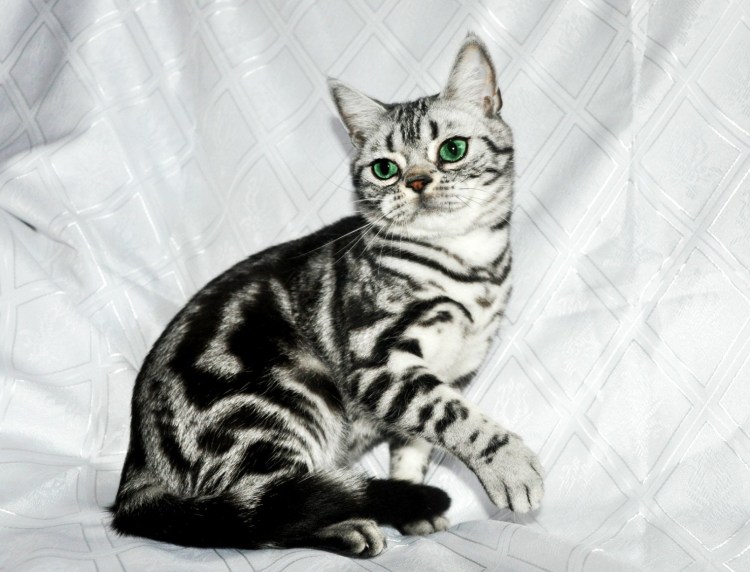 Браун Марбл бенгалы