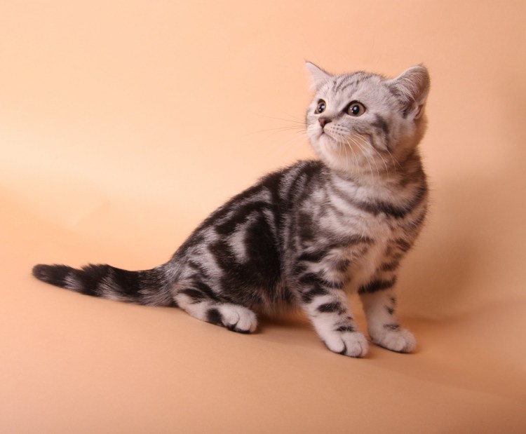 Окраса Bri NY 22 - черный золотой мраморный окрас.