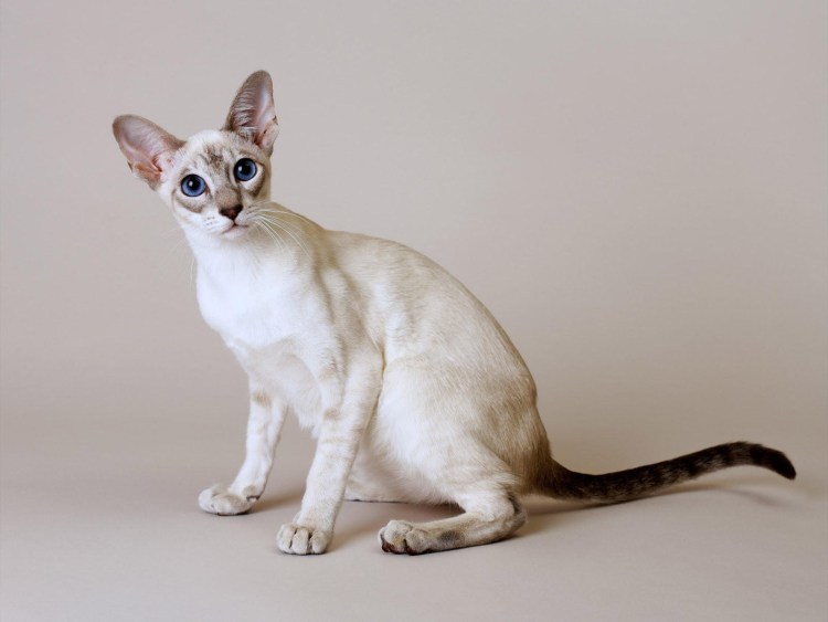 Кошки с блинами лапами