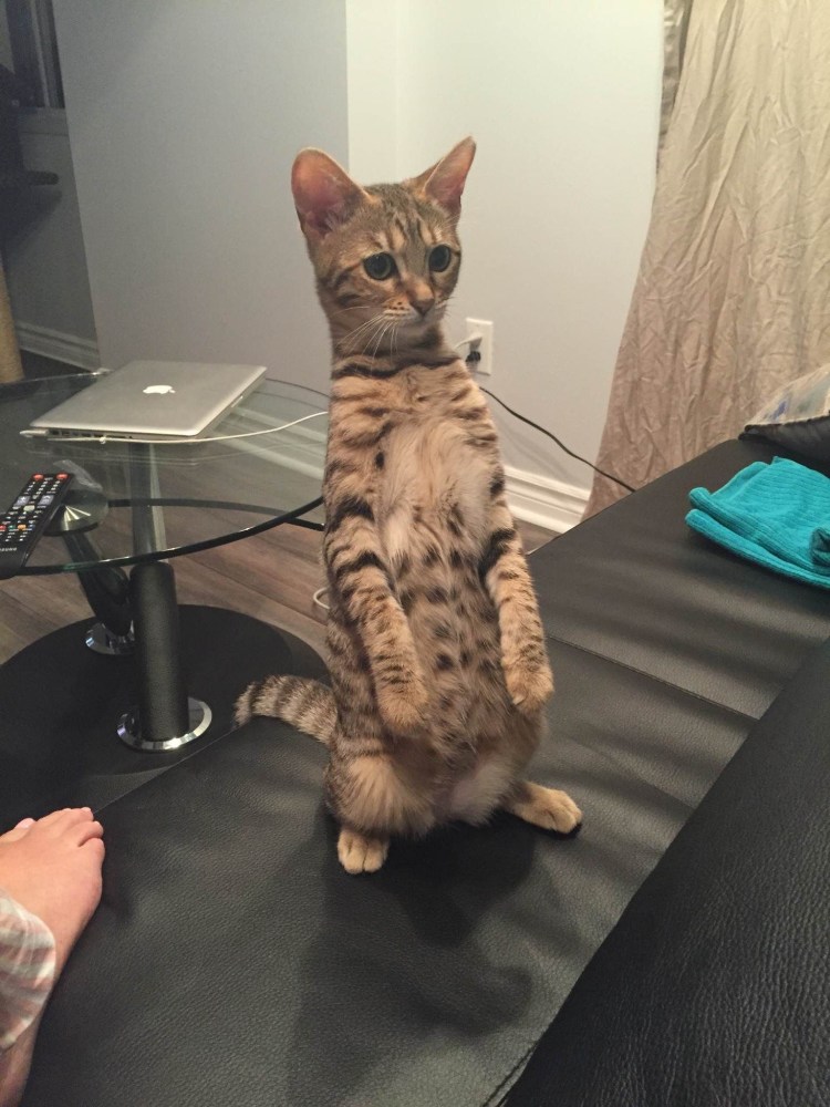 Самый толстый кот химми