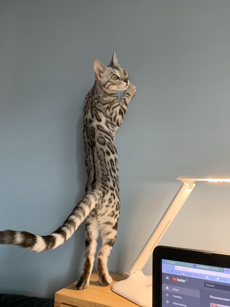 Худой котенок