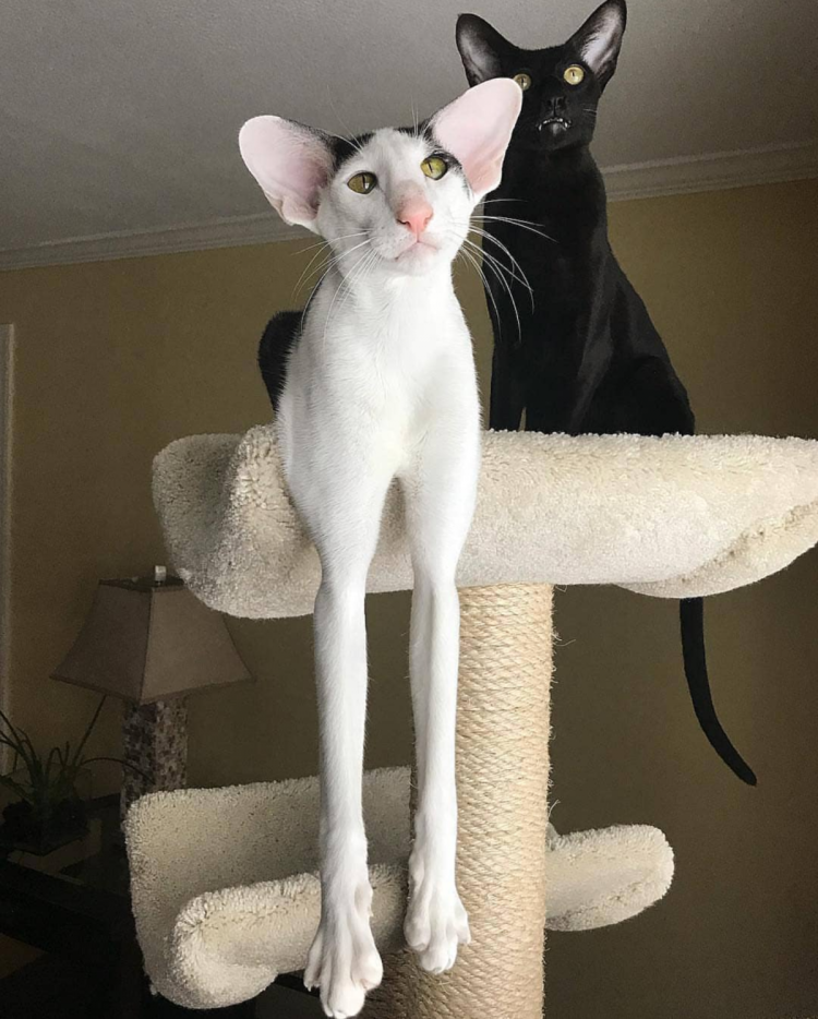 Самые худые коты