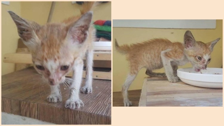 Сиамская Ориентальная кошка