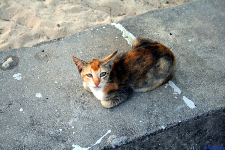 Жирный ориентальный кот