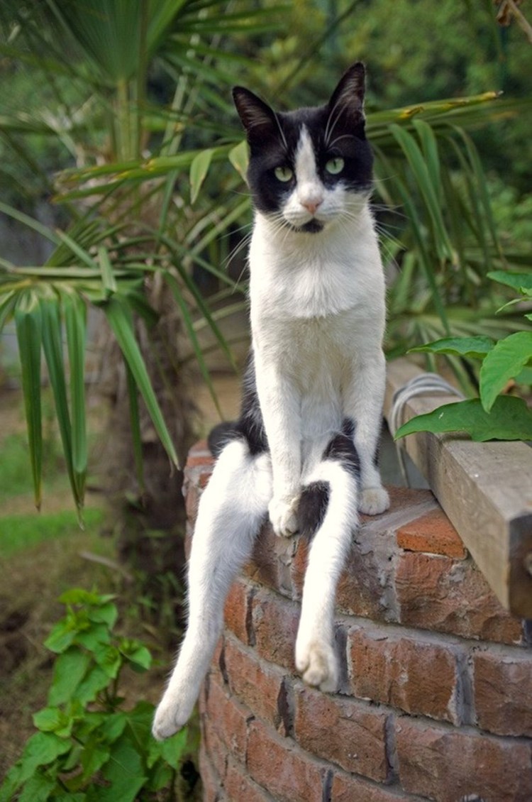 Самая страшная кошка сфинкс