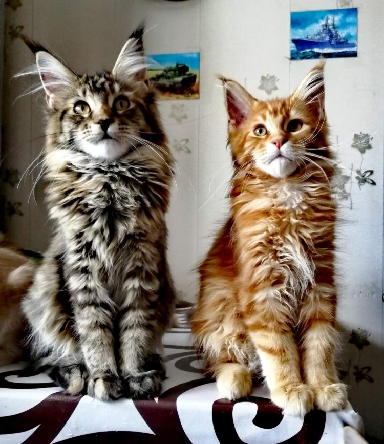 Мейн кун взрослый кот