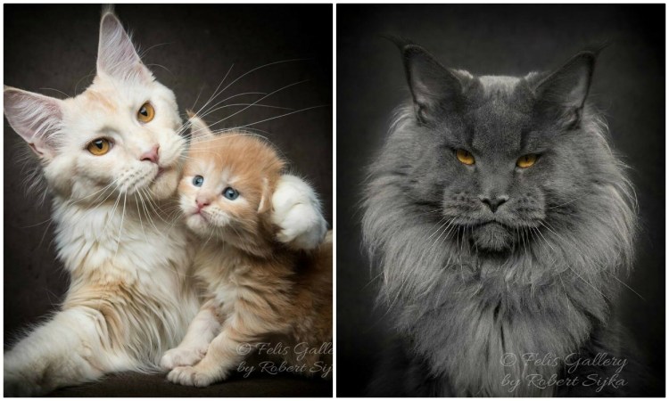 Ориентал и Мейн кун метис