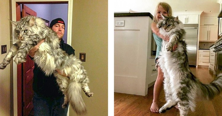 Кот с котёнком майенкун