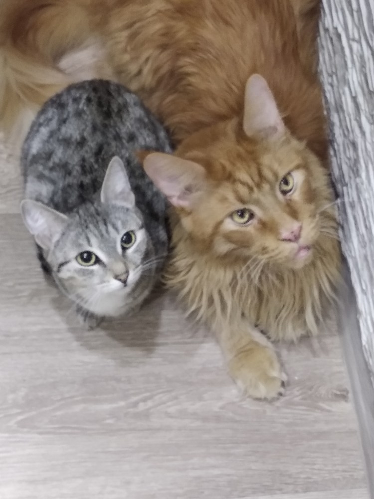 Гибрид сервала и Мейн куна