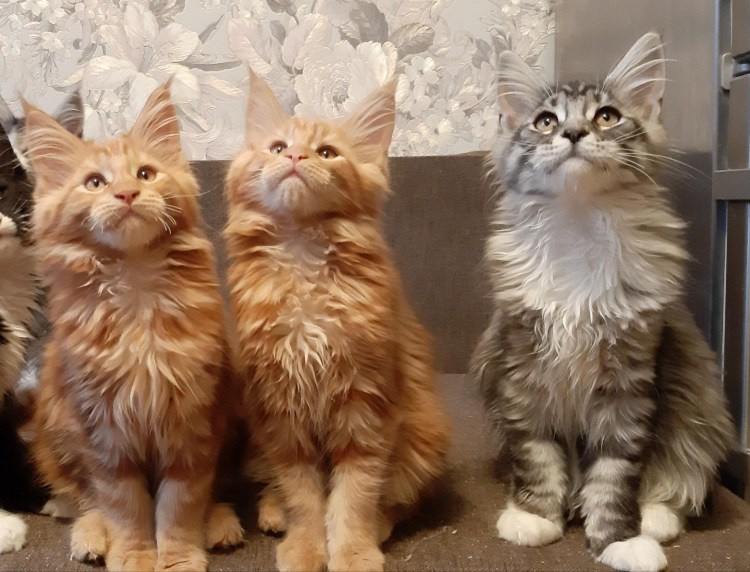 Мейн кун и обычный кот