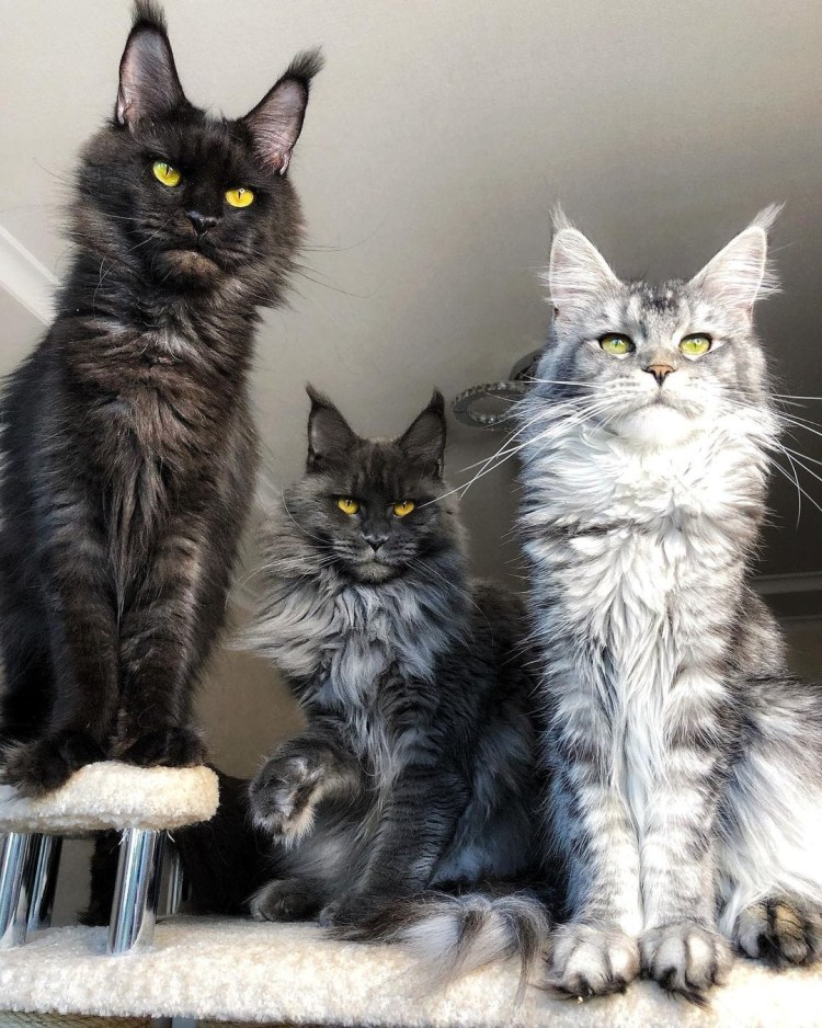 Короткошерстный мейкун