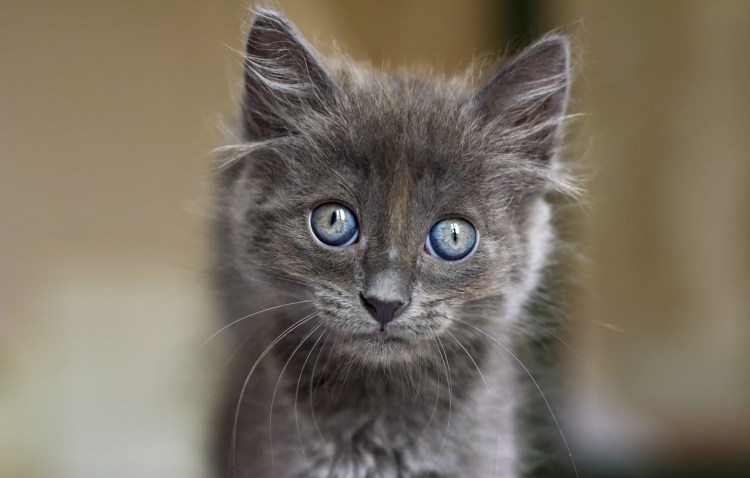 Серо голубая кошка