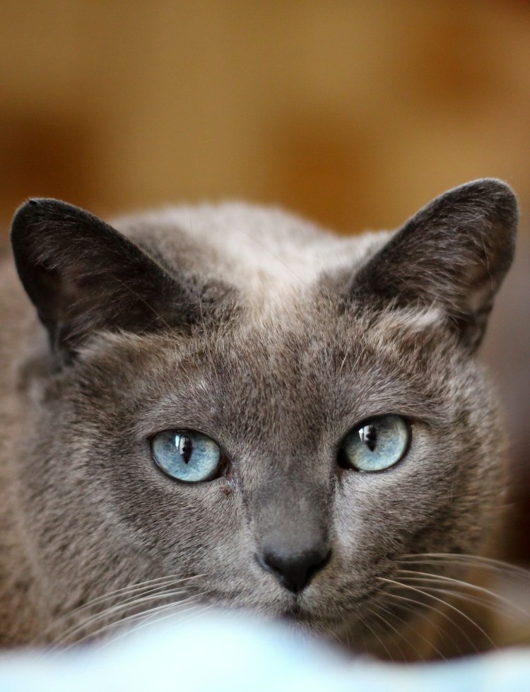 Порода кошек русская голубая