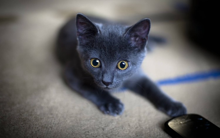 Русская голубая табби