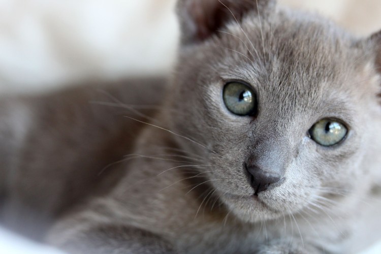 Голубая кошка Корат