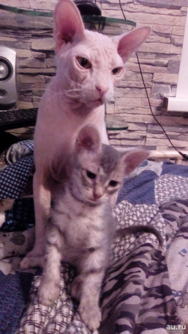 Котята сфинкс браш