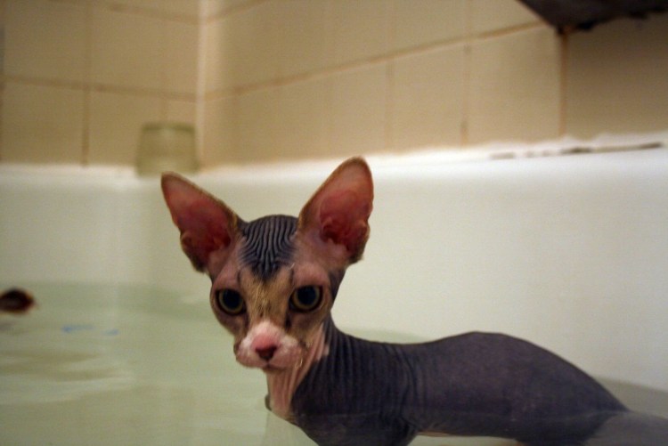 Смесь сфинкса и британца