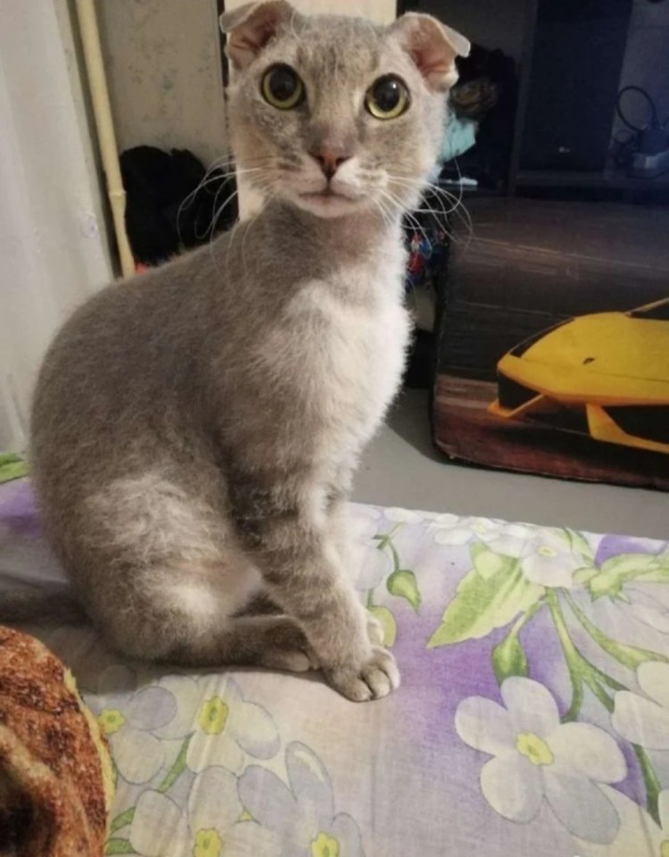 Кошка сфинкс метис