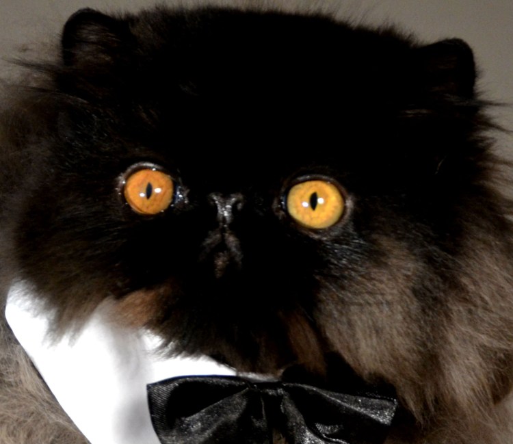 Длинношерстная Британская кошка черная