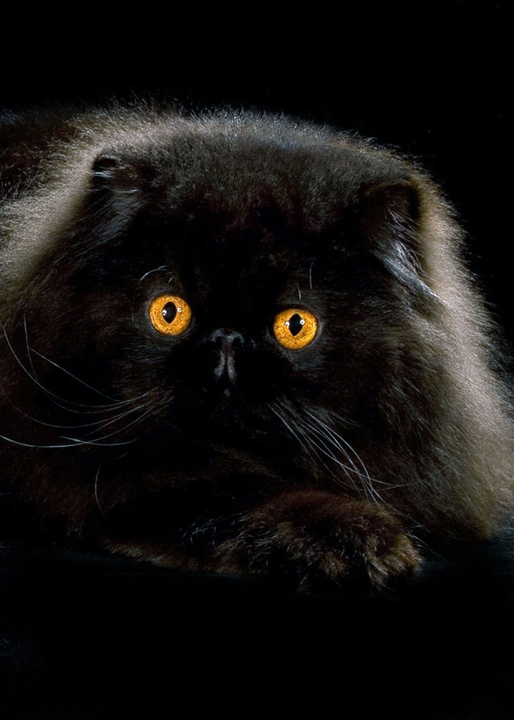 Персидская кошка черная